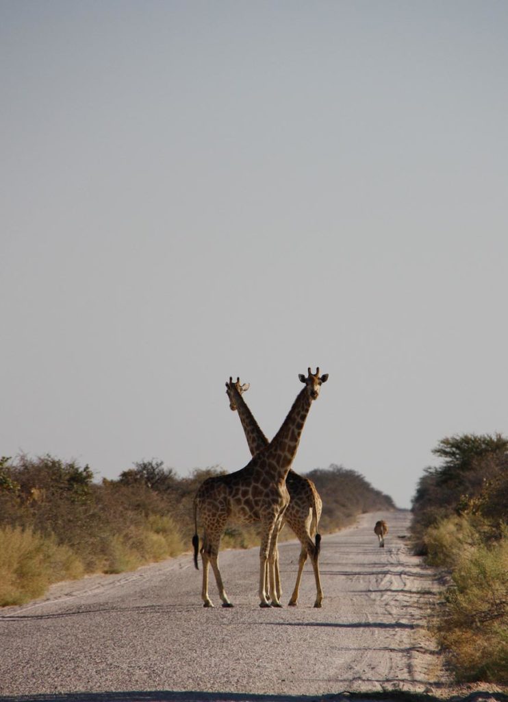 gallery-namibia (22)